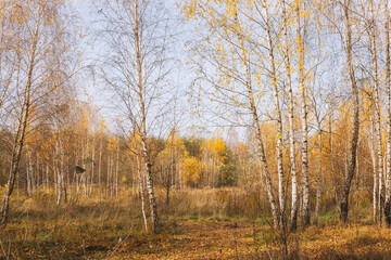 A view of an autumn birch forest with trees covered with yellow leaves. A sunny light penetrates the hills, adding a warm tint to the landscape.