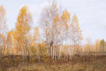 A view of an autumn birch forest with trees covered with yellow leaves. A sunny light penetrates...