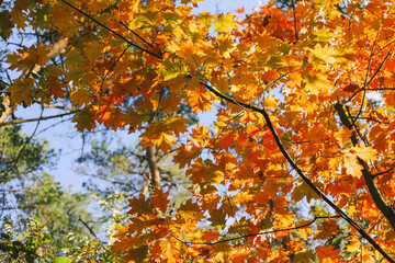 Yellow autumn leaves on trees
