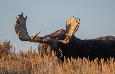 Bull Moose During the Rut in Autumn in Grand Teton National Park Wyoming