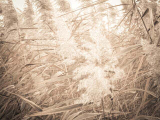 Obraz premium Coastal grasses as a natural background.