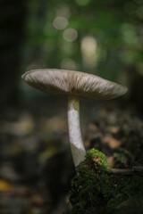 mushroom in the forest