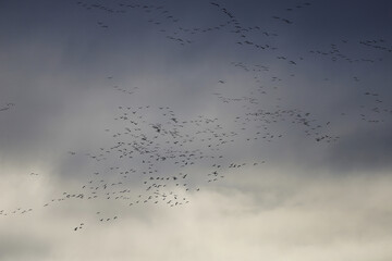 Vogelzug gen Süden © P. M. Ebel