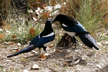 Fototapeta premium Closeup of two wild magpie birds