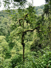 UGA_Rainforest_2022_RET_IMG0770.jpeg