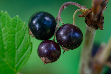 owoce czarnej porzeczki 