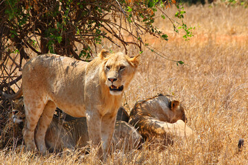 Safari in Tsavo East, Tsavo West, Amboseli and Masai Mara National Park (Kenya) - Wild Animals