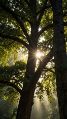 Sunlight through branches of a giant tree