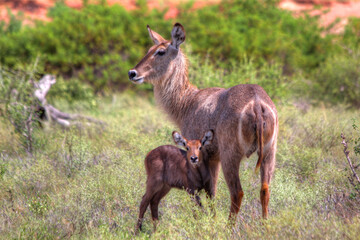 Safari in Tsavo East, Tsavo West, Amboseli and Masai Mara National Park (Kenya) - Wild Animals