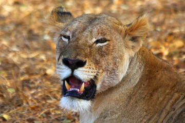 Safari in Tsavo East, Tsavo West, Amboseli and Masai Mara National Park (Kenya) - Wild Animals
