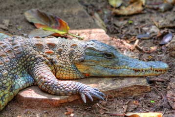 Obraz premium Safari in Tsavo East, Tsavo West, Amboseli and Masai Mara National Park (Kenya) - Wild Animals