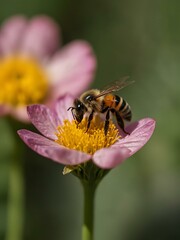 Tiny bee on a flower.