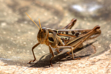 Safari in Tsavo East, Tsavo West, Amboseli and Masai Mara National Park (Kenya) - Wild Animals