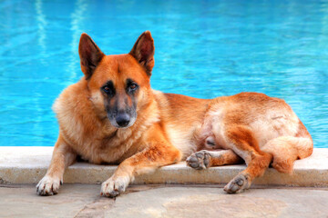 Safari in Tsavo East, Tsavo West, Amboseli and Masai Mara National Park (Kenya) - Wild Animals