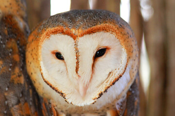 Safari in Tsavo East, Tsavo West, Amboseli and Masai Mara National Park (Kenya) - Wild Animals