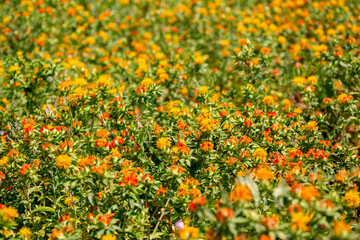 Blooming orange safflower close-up. Safflower fields against the backdrop of mountains. Industrial...