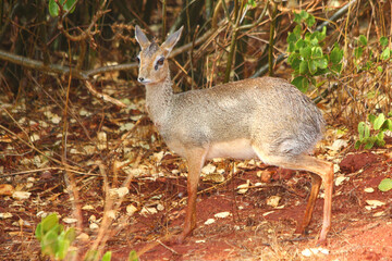 Safari in Tsavo East, Tsavo West, Amboseli and Masai Mara National Park (Kenya) - Wild Animals