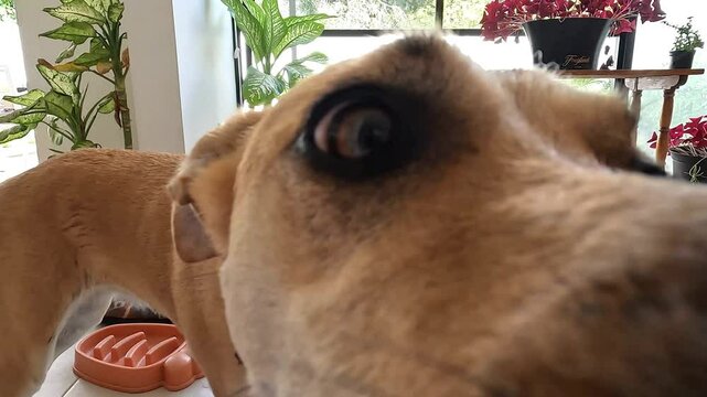 Video of a curious dog approaching the camera to smell it