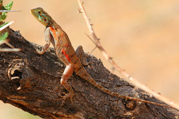 Safari in Tsavo East, Tsavo West, Amboseli and Masai Mara National Park (Kenya) - Wild Animals