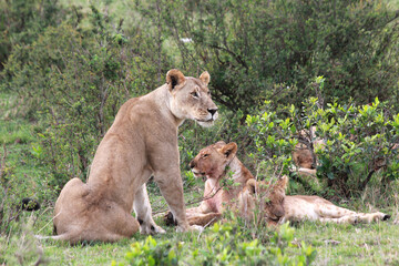 Naklejka premium Safari in Tsavo East, Tsavo West, Amboseli and Masai Mara National Park (Kenya) - Wild Animals