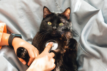 Little girl listens to black cat's heartbeat with stethoscope