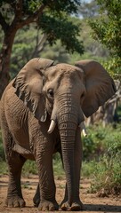 Fototapeta premium African elephant (Loxodonta africana) in its habitat.