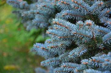 Thorn branches with blue spruce Picea Pungens Glauca Globosa. Closeup photo outdoors.landscaping,...