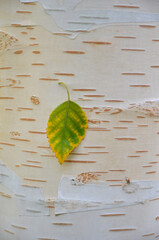 Autumn leaf and birch bark 'Betula utillis Doorenbos '. Closeup photo. Growing trees , environment,...