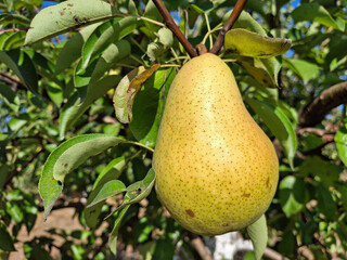 Pear in the tree in Romania