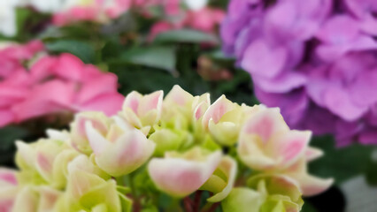 Beautiful white pink hydrangea in the garden, macro photo