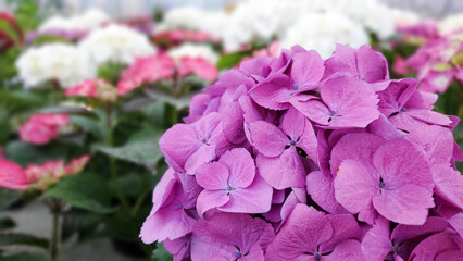 Beautiful bushes of purple hydrangea flowers in the greenhouse, stock photo