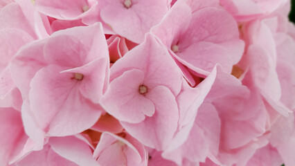 Beautiful pink hydrangea in the garden, macro photo