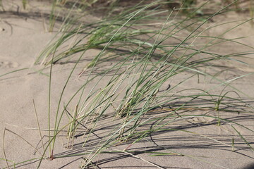 grass on the beach