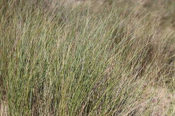 dune grass