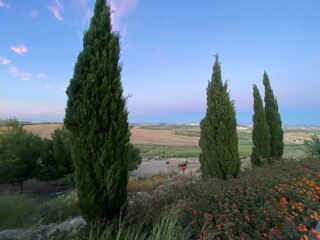 Pastoral Evening Landscape with Cypress Trees and Donkey. A peaceful countryside scene at dusk, featuring tall, slender cypress trees standing against a backdrop of rolling hills and a pastel-colored