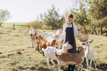 Young Woman in Apron Feeding Goats in a Sunny Farm Pasture with a Wicker Basket, Surrounded by...