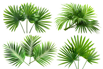 Set of green palm fronds, cut out