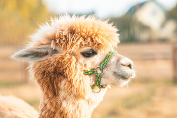 Fototapeta premium very beautiful calm and cute alpaca 