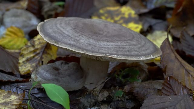 Stumpy Milkcap in natural ambient (Lactarius flexuosus) - (4K)