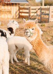 Obraz premium very beautiful calm and cute alpacas 