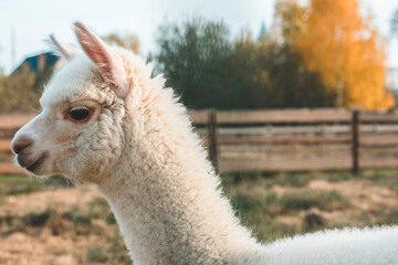 Obraz premium very beautiful calm and cute alpaca 