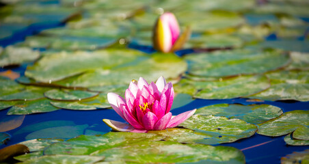 Lotus pond. Water lily close up. Sacred lotus flower in Buddhism. Calmness and tranquility. Spa...