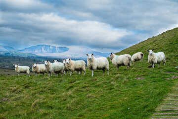 Fototapeta premium A flock of sheep on a hillside with mountains in the background under a dramatic cloudy sky