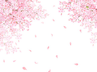 Naklejka premium ウグイスのいる桜の木ー美しい薄いピンク色の桜の花と花びら春の水彩白バックフレーム背景素材イラスト