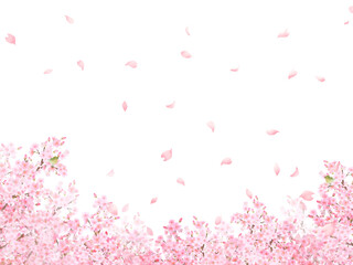 ウグイスのいる桜の木ー美しい薄いピンク色の桜の花と花びら春の水彩白バックフレーム背景素材イラスト