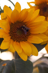 Sunflower Field bumble bee on a flower