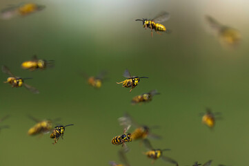 swarm of dangerous striped insects flying chaotically in summer garden