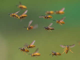 swarm of dangerous insects wasps flying in summer garden