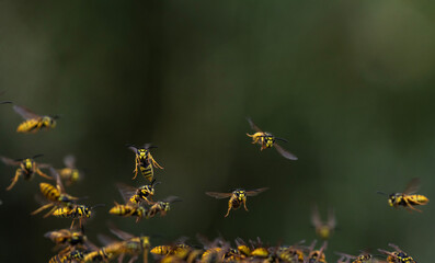 swarm of dangerous striped insects wasps flew in summer garden