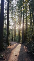 Obraz premium Forest Path at Sunset: A serene woodland path bathed in the golden glow of the setting sun, inviting exploration and tranquility. The tall trees stand as silent guardians.